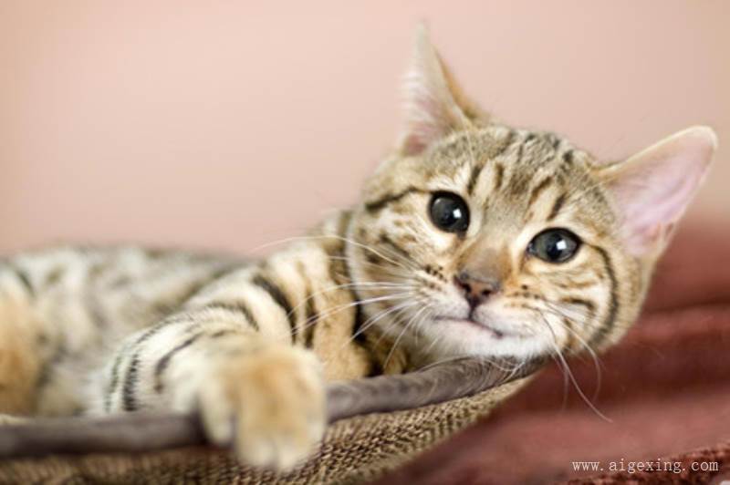 姜潮回应哭照九连拍 竟然还有百度百科你敢信吗?“tyc7111cc太阳成集团”(图3) tyc7111cc太阳成集团